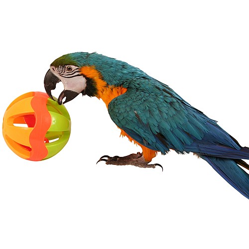Parrot Ball toy Large